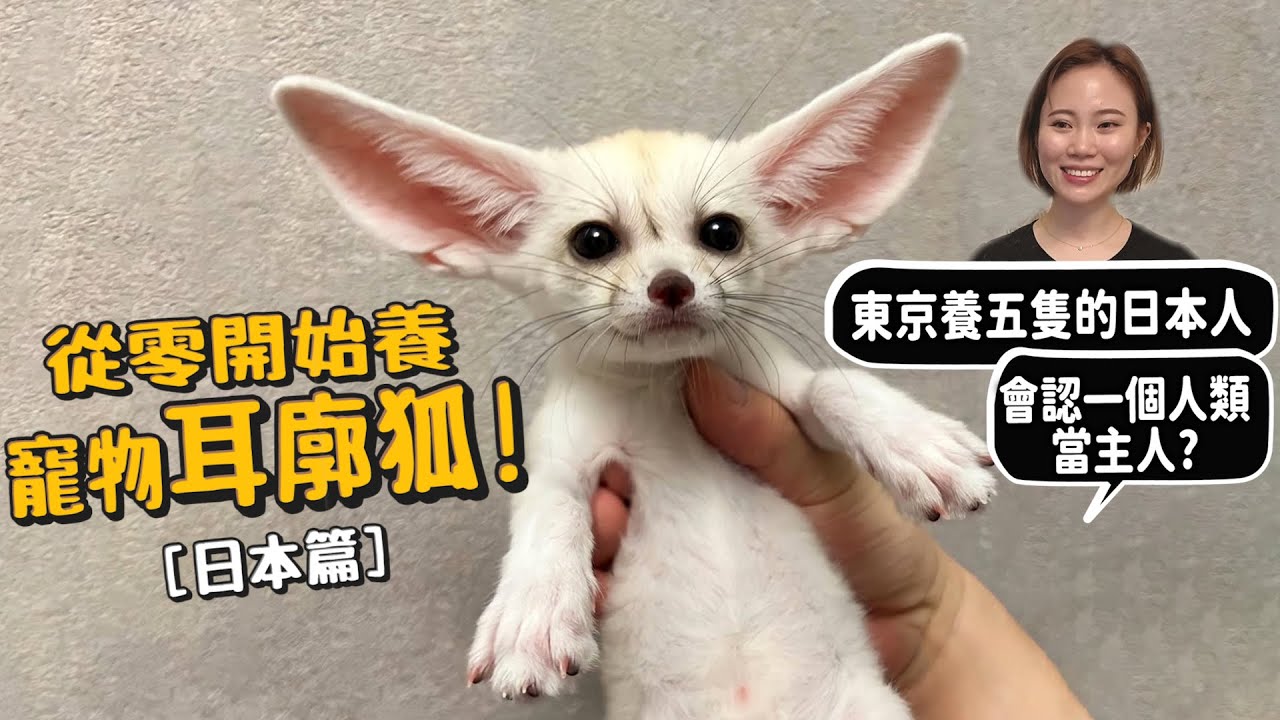 【從零開始養】寵物耳廓狐!東京飼養最多的人!耳朵為什麼這麼大?親手奶大三寶寶!【許伯簡芝】