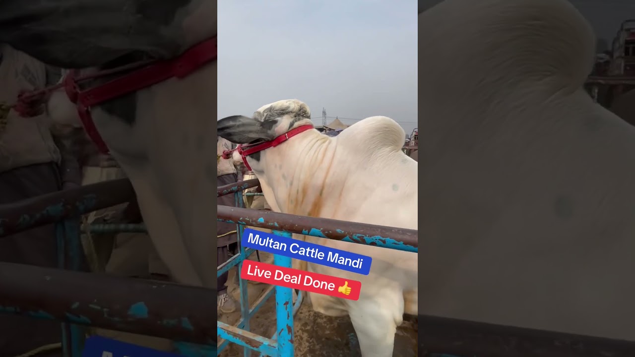 Multan Cattle Mandi ❤️‍🔥Live Deal 💥 