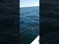 #sharkfishing #saltwaterfishing #charterfishing