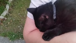 Miss Shadow The Nursing Stray Cat