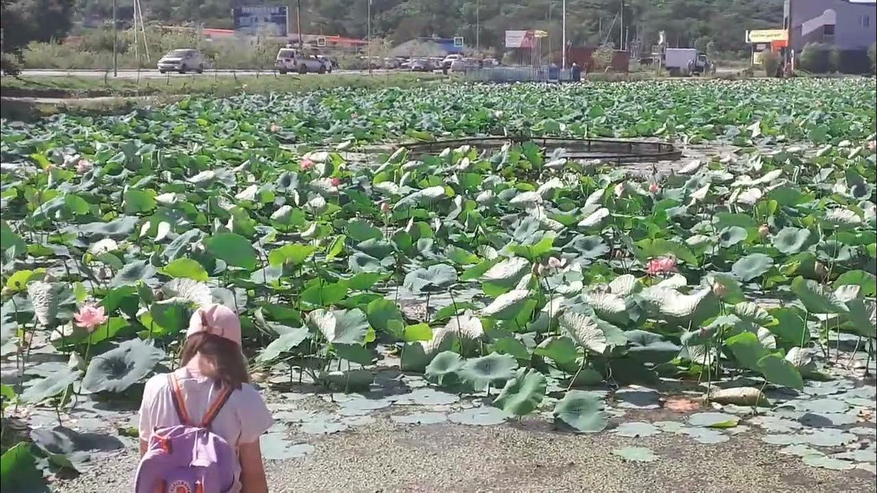 У озера с лотосами... - YouTube