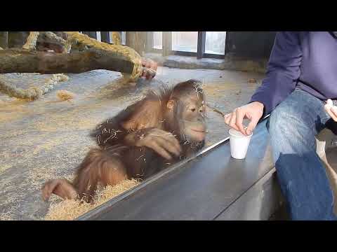 Macaco vê um truque de mágica