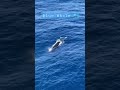 Blue Whale || Merchant Navy Shorts || Australia Anchorage 🇦🇺 #merchantnavy #viral #shorts