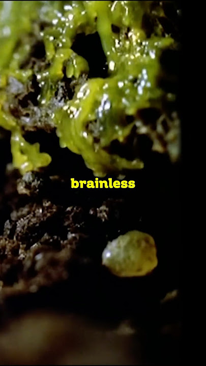 It Thinks Without a Brain 🤯