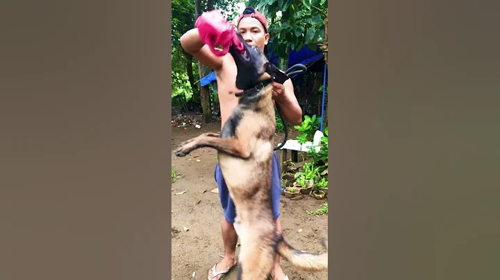 Belgian malinois 10 months