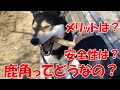 【犬のおもちゃ】鹿角ってどうなの？安全性は？