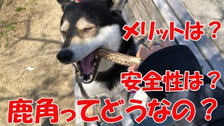 【犬のおもちゃ】鹿角ってどうなの？安全性は？