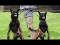 THESE ARE THE 10 BADASS GUARD DOG BREEDS