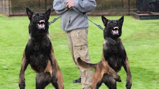 THESE ARE THE 10 BADASS GUARD DOG BREEDS