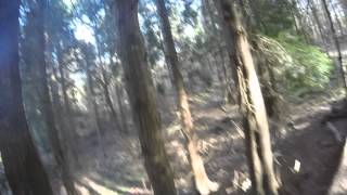 Faceplant a Tree at Ribbesford they said!