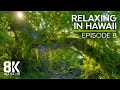 Calming Sounds of a Tropical Forest - Birds Chirping &amp; Crickets Buzzing - 8K Relaxing in Hawaii - #8