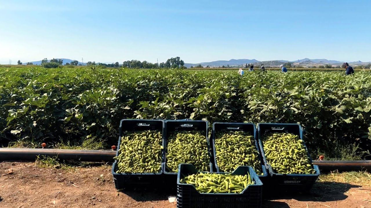 Osmaniye’de sezonda 6 bin 500 ton bamya üretimi yapılıyor