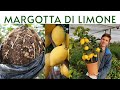 MARGOTTA DI LIMONE, IL NOSTRO METODO! - AGRUMI LENZI