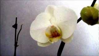 Орхидея.chris Spheeris  