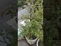 Tips and tricks jyada se jyada tomato harvest ke liye 🍅🍅 #viral #ytshorts #video #viralvideo #garden