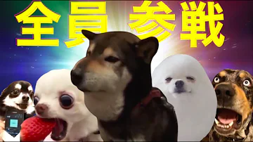 Download 犬 面白い Mp4 Mp3 Download 犬 面白い Mp4 Mp3
