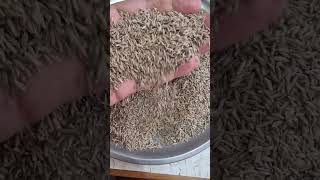 Organic Cumin Seed | Available on IndiaMART