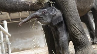 Columbus Zoo's newest baby elephant now has a name - YouTube