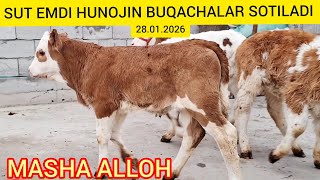FERMANI SIMENTAL HUNOJIN BUQACHA SUT EMDILARIDAN SOTILADI@Hikmatillo_uz 