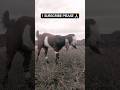 desi village life...#viral #villagelife #village #ytshorts #nature #shorts #subscribe #goat #skm