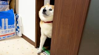 お部屋入る入る詐欺をくり返し、無慈悲に暖房の効果を無効化する柴犬
