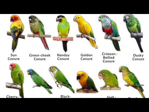 Types Of Conures Birds Colors. - YouTube