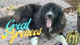 Our 100% DNA Tested Black Great Pyrenees Dog Cole Baby! He's a big fluffy Boy! Come meet him! by DIY MY RURAL LIFE! 102 views 6 months ago 14 seconds