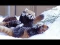 雪の中ではじけるレッサーパンダ~Red Pandas are enjoying in the snow