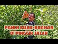 Panen Buah Peach, Apple dan Pear | Petik Buah Pinggir Jalan