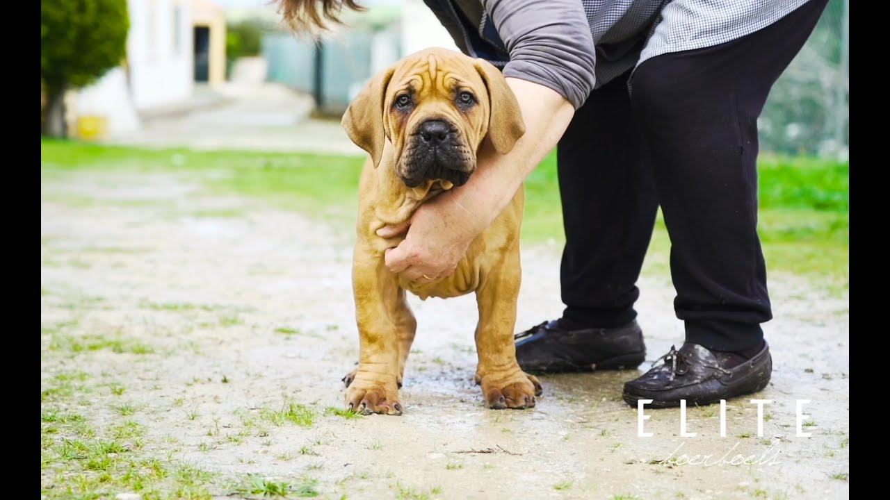 fuller boerboel