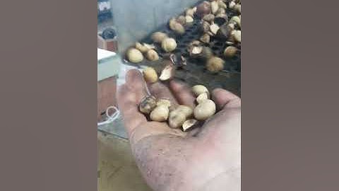 kernel Shell Separator  testing video for separating macadamia nut kernel and shell