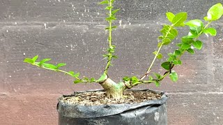 Small Bonsai - Premna Microphylla (Part 1) by Ato Craft 1,087 views 5 months ago 4 minutes, 31 seconds