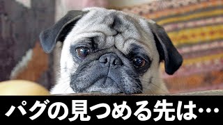せつなげな表情のパグの見つめる先には 動画でもお茶目っ子日記 Youtube せつなげな表情のパグの見つめる先には 動画でもお茶目っ子日記 Youtube