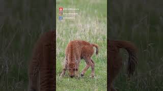 Downward Bison Yoga - The Red Dog Pose! 🦬🧘