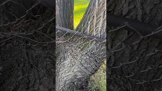 This Tree Grew THROUGH a Fence… and They’re Now Connected 🌳😳