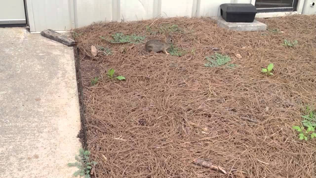 Baby Rabbit outside my office