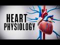 Understanding the Cardiac Cycle