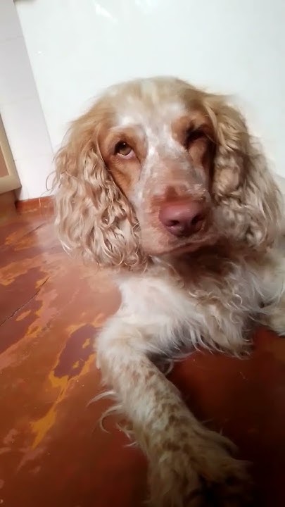 😘любовь собака 🐕🐕 - YouTube