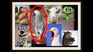 ПОПУГАЙ ПАРОДИРУЕТ РАЗНЫХ ЖИВОТНЫХ, а также покажет как танцует РЭПЕР🤪 ПОПУГАЙ ПАРОДИРУЕТ РАЗНЫХ ЖИВОТНЫХ, а также покажет как танцует РЭПЕР🤪