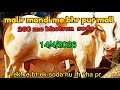 Karachi cow malir mandi kie 14/4/2026 letest update