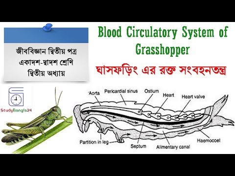 Blood Circulatory System of Grasshopper | ঘাসফড়িং এর রক্ত সংবহনতন্ত্র