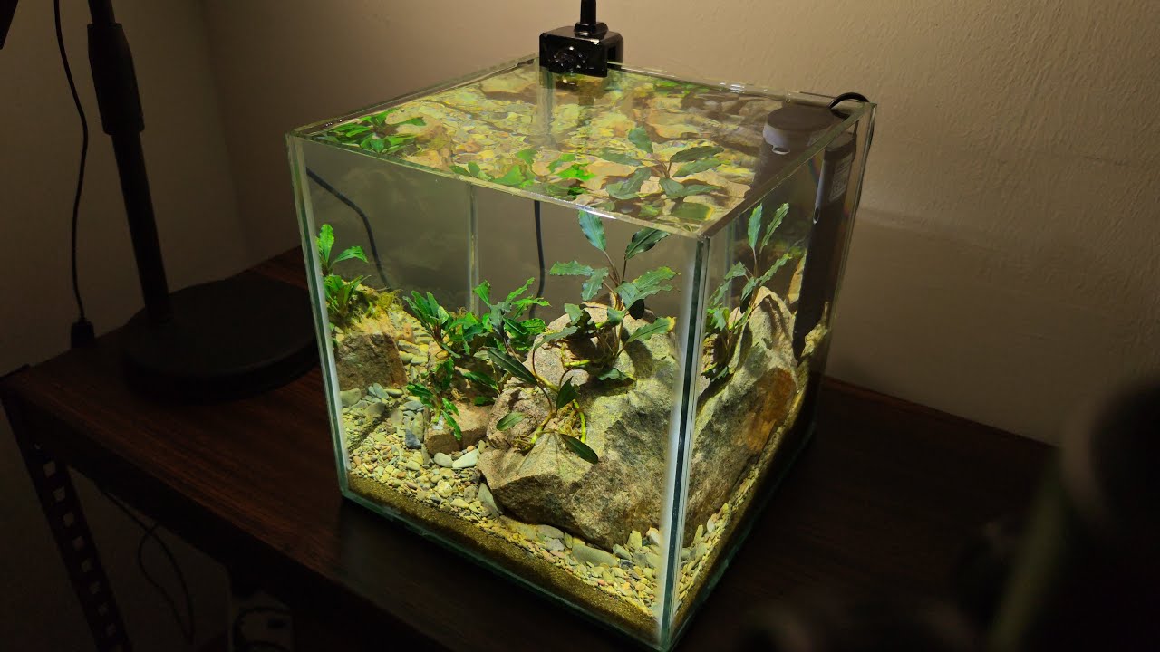 My First Bucephalandra Tank.