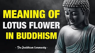 Meaning Of Lotus Flower In Buddhism Why Does Buddhism Use The Lotus Flower As A Symbol Gdd 376 Dvd