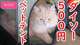 【ペットとSTAY HOME CAMP】ダイソーの500円ペットテントが可愛い過ぎ！？猫も大満足！【Nikon Z6】