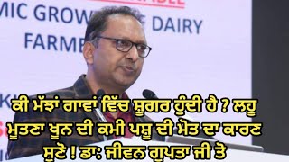 Dr.Jiwan Gupta ji  ਤੋਂ ਸੁਣੋ  ਮੱਝਾਂ ਗਾਵਾਂ ਵਿੱਚ ਸ਼ੂਗਰ ਖੂਨ  ਦੀ ਕਮੀ ਕਾਰਣ ਮੱਝਾਂ ਗਾਵਾਂ ਦੀ ਮੋਤ ।