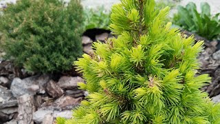 картинка: Розпаковка посилки від Бережнюків. Огляд з назвами,цінами і призначенням цих рослин в моєму саду.