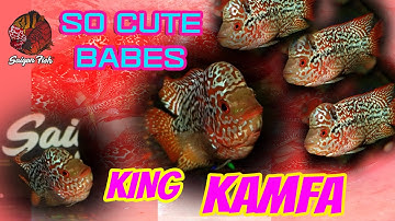 【 Saigon Fish 】Bán cá la hán, kamfa, king kamfa | Beautiful babe for Monday coffee