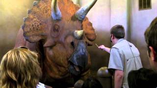 Triceratops Encounter