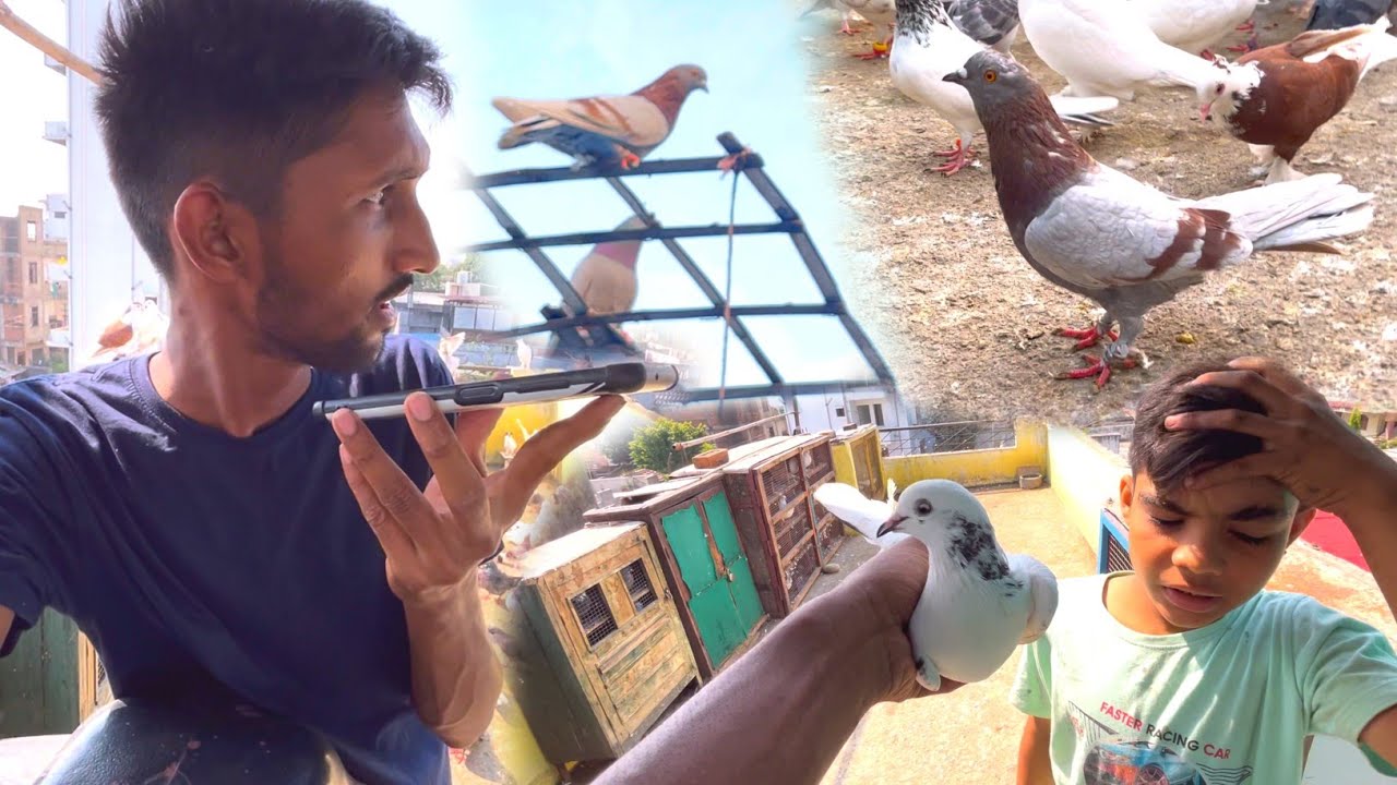 Lal Tamda Kabootar Pakda🥳