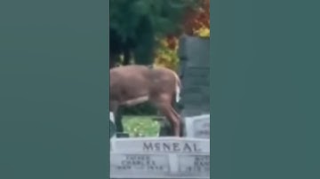 Thumbnail of SKIN WALKER SHAPE SHIFTS INTO DEER DISGUISE ON CAMERA! Wendigo? | Squatch Watchers